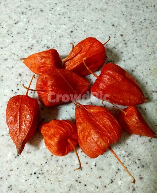 꽈리,열매,식물,plant,한장,산장초,풀처귀,때활,과일,열매,fruit
