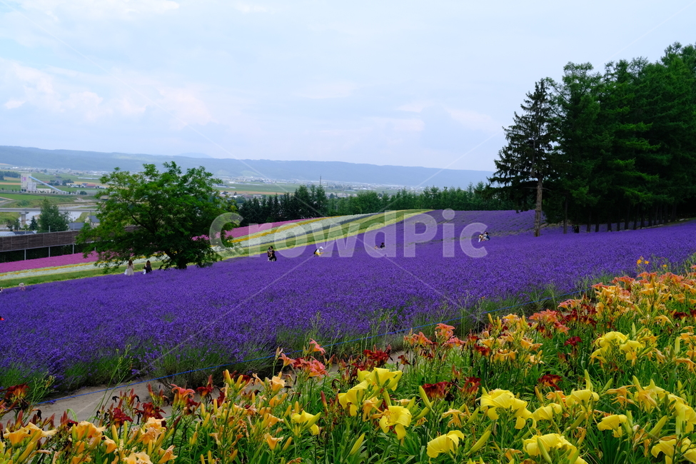 꽃,식물,라벤더,팜도미타,북해도,farmtomita,flower,홋카이도,보라색