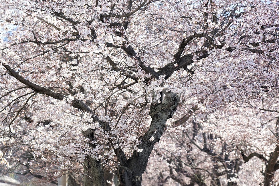 벚꽃,봄,꽃,나무,자연,식물,예쁨,아름다움,하얀색,분홍색,감성,느낌,nature,flower,spring,white,pink,beauty,emotion,feeling,trees,봄,계절,spring,season,꽃,flower,plant,blossom