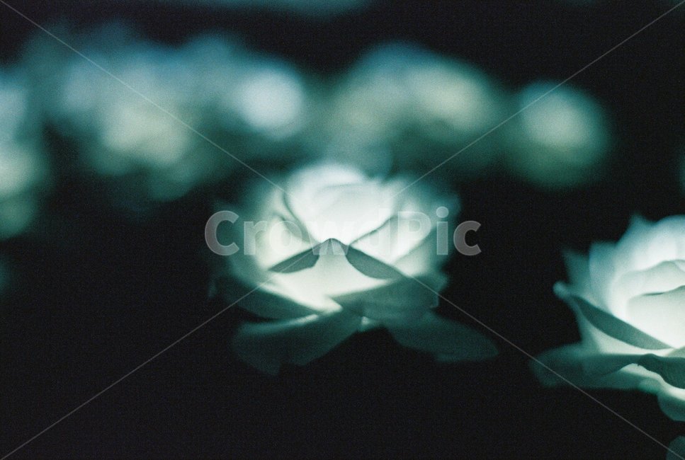 불빛,장미,led,꽃,사물,야경,밤,풍경,nightscape,night,landscape,꽃,flower,감성,sensible,feeling