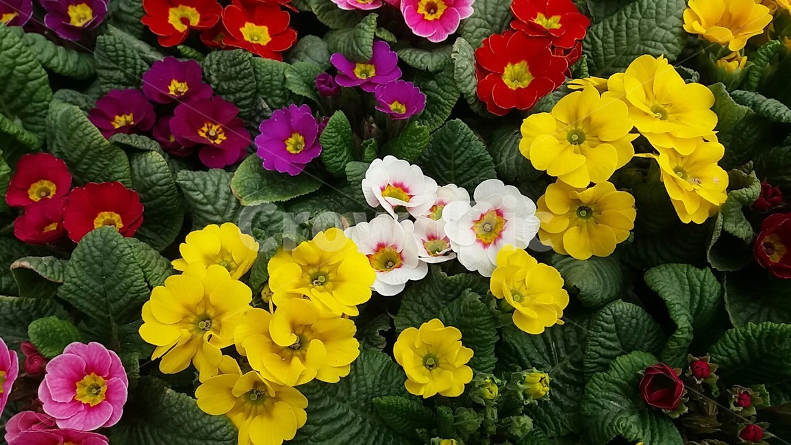 봄,봄에피는꽃,노란꽃,spring,꽃밭