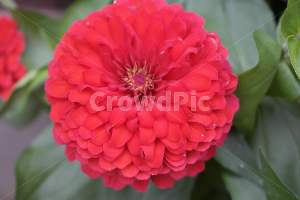 백일홍,초롱꽃목,국화과,한해살이풀,꽃,flower,식물도감,plant,beautiful,zinniaelegans,개량,식물,순수,pure,감성,꽃줄기,총포조각,7월,순결,핑크,퍼플,속씨식물,쌍떡잎,들꽃,illustrated plant book,꽃잎,내화피,암술,꽃밥,화관,갈래꽃,통꽃,수분,花冠,petal,內花被,외화피,꽃가루,충매화,돌려나기,방사대칭,양성화,화엽,꽃대,노란꽃,노란색,yellow,식물,자연,plants,nature,꽃,flower