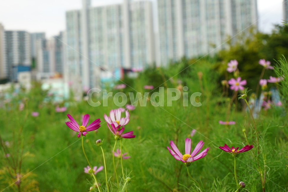 plant,식물,코스모스,꽃,flower