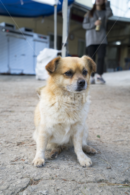 dog,개,pet,mammal,animal,애완동물,동물,animal,포유류,mammal,개,강아지,dog,doggy