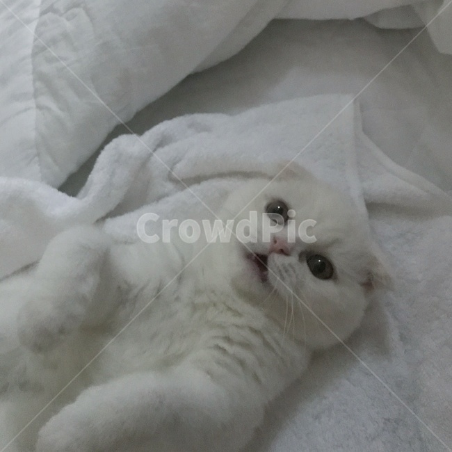 고양이,cat,스코티쉬폴드,집사,감성,동물,animal,포유류,mammal,고양이,cat,kitten,kitty
