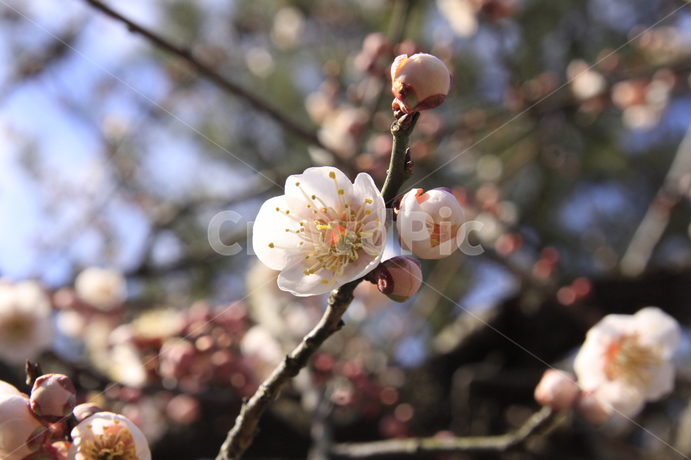 봄,자연,매화,꽃,매화꽃,매화마을,spring,flower,nature,season,나무,식물,봄꽃,계절,봄,계절,spring,season,식물,자연,plants,nature,꽃,flower,plant