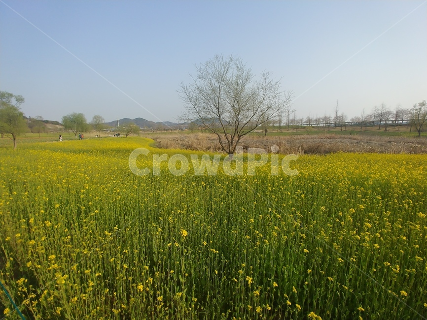유채꽃,옥외,yuchae,grassland,nature,field,식물,자연,plants,nature,꽃,flower