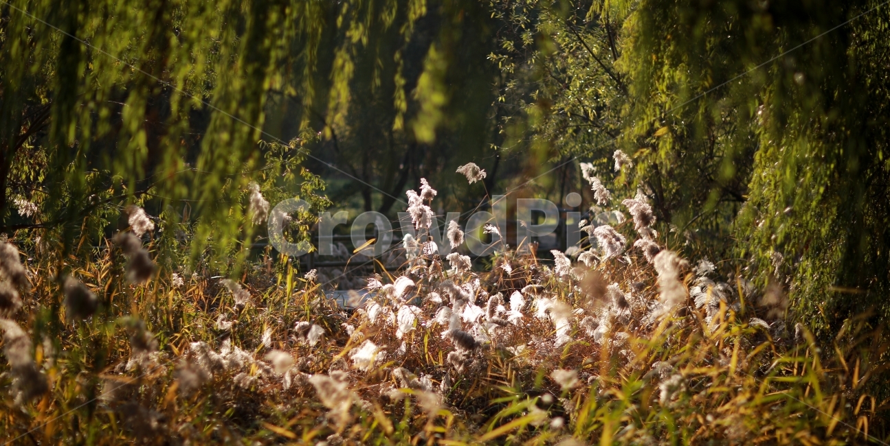 갈대,샛강,한강,햇빛,감성사진,식물,자연,plants,nature,휴식,힐링,rest,relaxation,healing