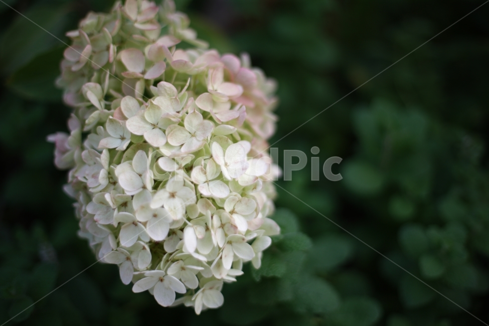 자연,꽃,식물,flower,botanical,식물,자연,plants,nature,꽃,flower