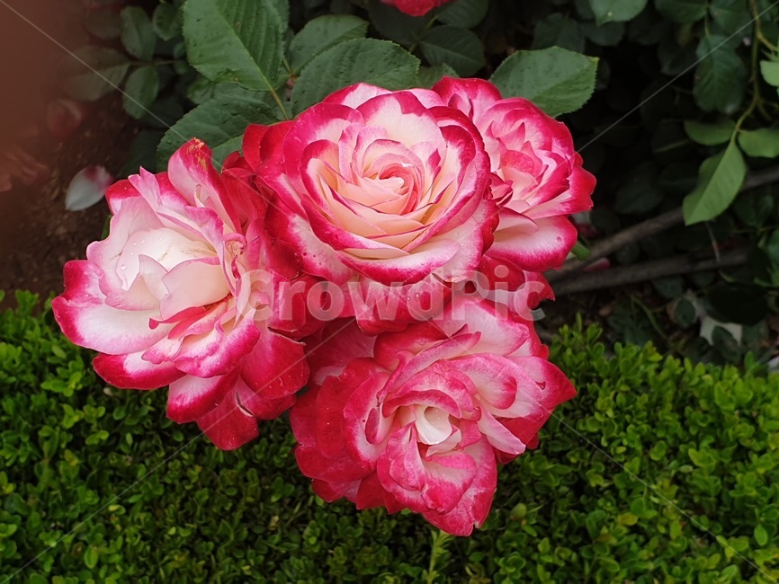 작은장미,자연,꽃,rose,flower