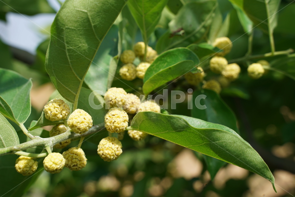 꾸지뽕,꾸지뽕열매,뽕나무과,낙엽교목,쐐기풀목,쌍떡잎식물강,나무,열매