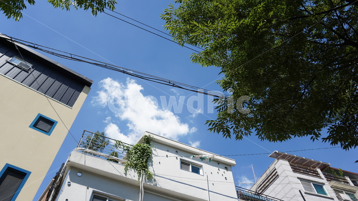 하늘,sky,푸른하늘,나무,tree,건물과하늘