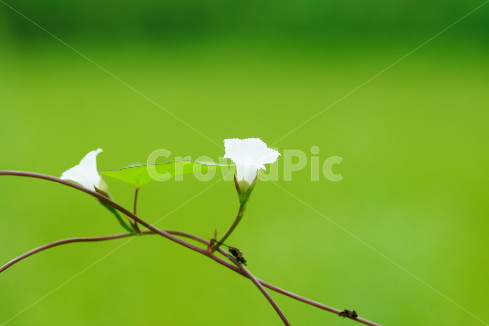 plant,식물,blossom,꽃,petal,꽃잎,flower,식물,자연,plants,nature