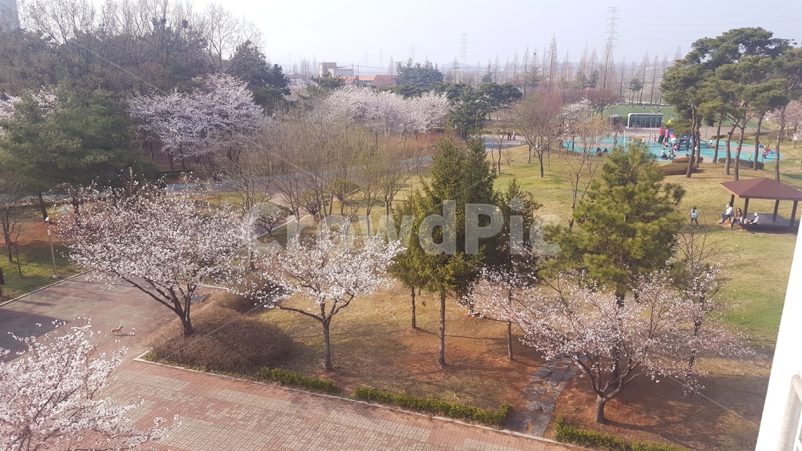봄,벚꽃,따뜻함,따스함,맑음,힐링,blossom,spring,happy,봄,계절,spring,season,자연,풍경,nature,landscape,plant,식물,꽃,cherry blossom,flower