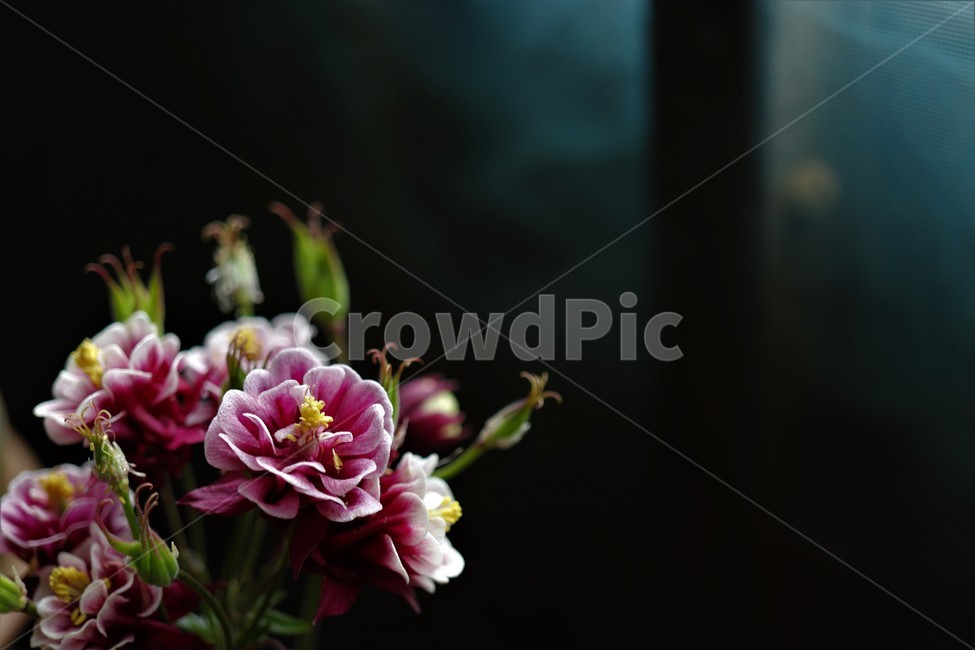 매발톱꽃,꽃,blossom,flower,여백,식물,plant,꽃꽂이,flowerarrangement,꽃부케,flowerbouquet,백그라운드,접사