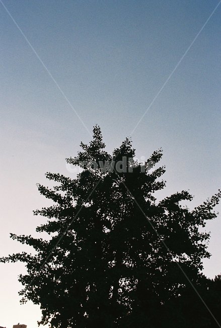 나무,식물,하늘,소나무,전나무,공원,산책,오후,평화로움,식물,자연,plants,nature,나무,trees,wood