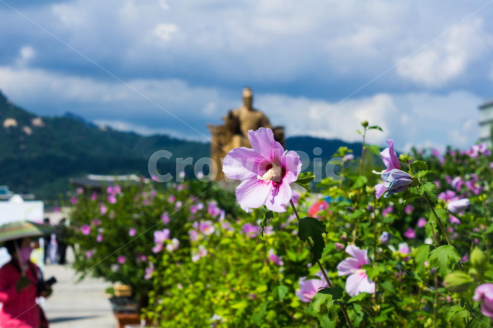 무궁화,꽃,식물,자연,야생화,들꽃,plant,blossom,flower,flowers,nature,광화문광장,광화문,광장,0,식물,자연,plants,nature,꽃,flower