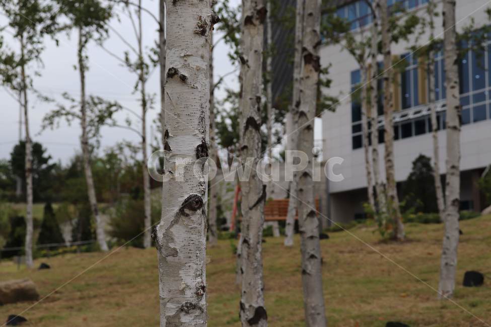 tree,나무,plant,식물,숲,woods,japanesewhitebirch,자작나무