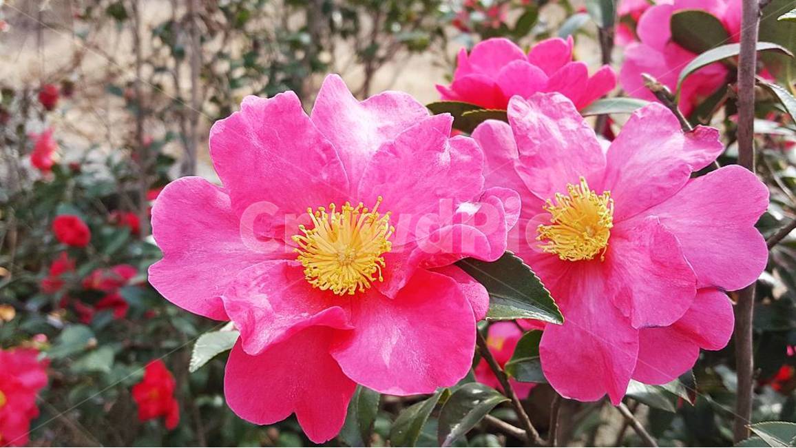 동백,제주도동백,flower,동백꽃,핑크,식물,자연,plants,nature,꽃,flower
