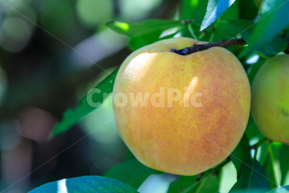 복숭아,과수원,식품,과일,수확,가을,익은,농업,과일,열매,fruit,산업,industry,industrial,농업,농사,agriculture,farming,farming industry