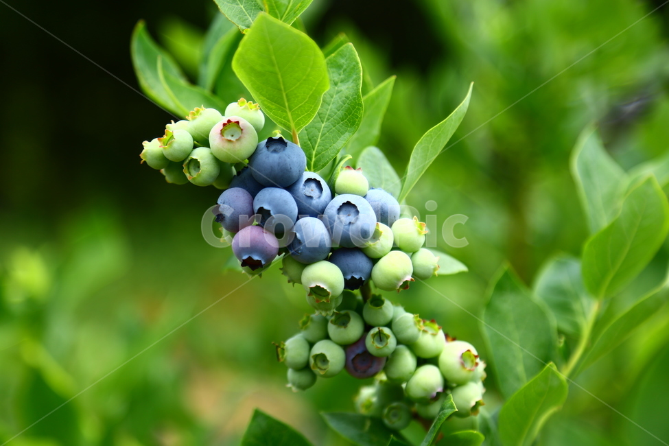 블루베리,베리,과일,나무,식품,농장,과수원,묘목,과수,blueberry,berry,fruit,tree,food,farm,orchard,seedling,fruittree,식물,자연,plants,nature,과일,열매,fruit
