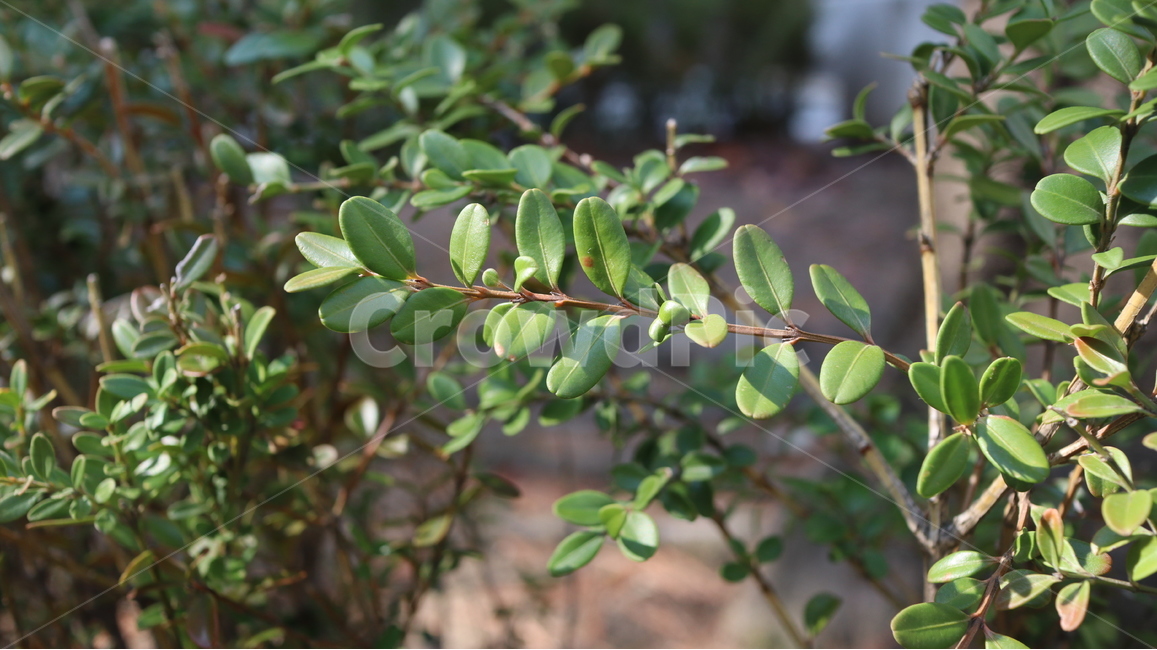 식물,plant,잎,leaf,잎사귀