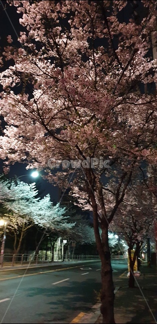 벚꽃,밤거리,산책,감성,봄,가로수,봄,계절,spring,season,야경,밤,풍경,nightscape,night,landscape,plant,식물
