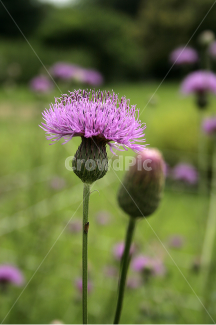 산비장이,식물,flower,plants,nature,꽃,꽃봉오리,식물,자연,plants,nature,꽃,flower
