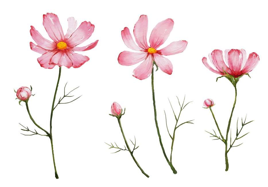 꽃,일러스트,백그라운드,초대장,카드,표지,편집,편집디자인,브로슈어,브로셔,비주얼,vip,럭셔리,고급,프리미엄,결혼,웨딩카드,웨딩,마음,일러스트레이션,그리기,곱다,수채화,봄,가을,디자인,자연,축하,아트,책,코스모스,잎사귀,잎,풍성하다,분홍,핑크,잎파리,배경,꽃,flower,그래픽,일러스트레이션,graphic,illustration