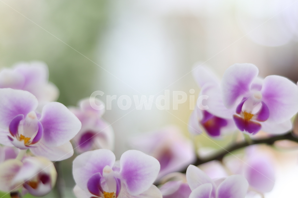 plant,식물,blossom,꽃,flower,연보라,식물,자연,plants,nature,꽃,flower
