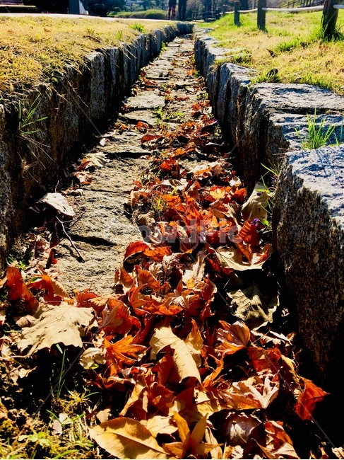 가을,단풍,잎,leaf,마른잎,가을,계절,fall,autumn,season