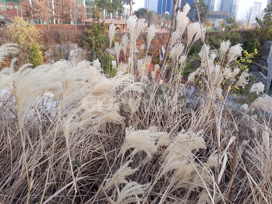 갈대,갈대숲,가을,자연,도심둘레길,식물,자연,plants,nature