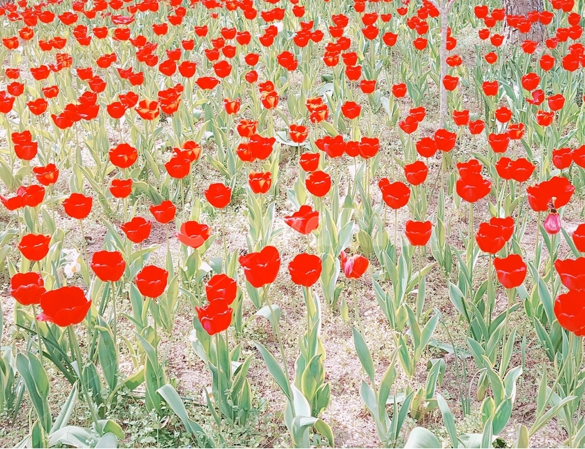 꽃,tulip,flower,blossom,꽃밭,정원,식물,자연,plants,nature,꽃,flower