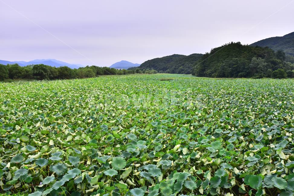 산업,농업,농작물,먹거리,식재료,음식재료,요리재료,재배,식용,푸드,food,green,연밭,연잎,수생식물,양수리,그린,식물,plant,outdoors,옥외,nature,자연,lotus,background,배경,바탕,백그라운드,그리너리,초록색,녹색,계절,시즌,자연,풍경,nature,landscape,land,땅