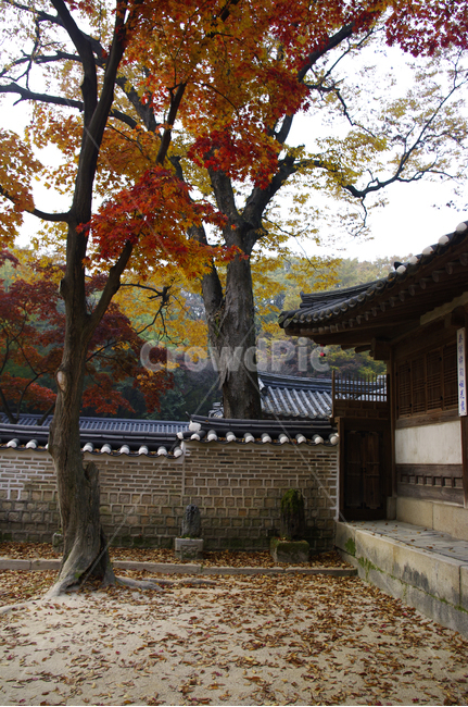 창덕궁,창덕궁후원,고궁,건축,전통건축,traditional,전통,가을,fall,나무,식물,plant,단풍,잎,낙엽,가을,계절,fall,autumn,season,한국전통,한국문화,korean traditional,korean culture,건축물,건물외관,exterior,building,structure,architecture,construction,tree