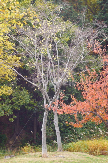 단풍,단풍나무,엽록소,감성,maple,잎,식물,가을,계절,fall,autumn,season,식물,자연,plants,nature,나무,trees,wood,tree,plant