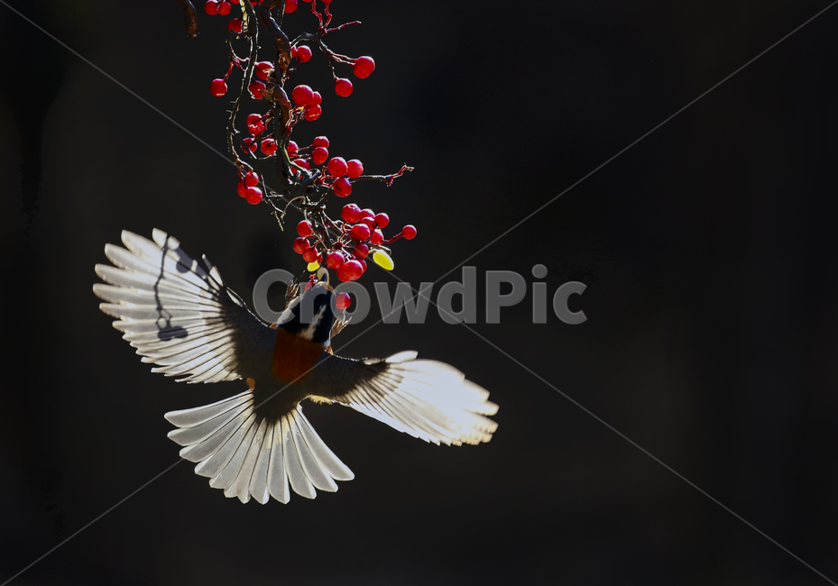 곤줄박이,새,날개,조류,먹이,동물,animal,조류,새,birds,과일,열매,fruit