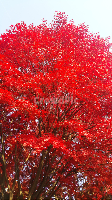 가을,낙엽,나무,붉은,단풍,단풍잎,하늘,붉은색,가지,나뭇잎,식물,plant,leaf,잎,maple,tree