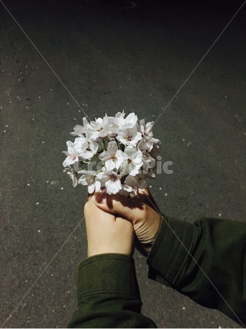 벚꽃,cherryblossom,plant,식물,flower,꽃