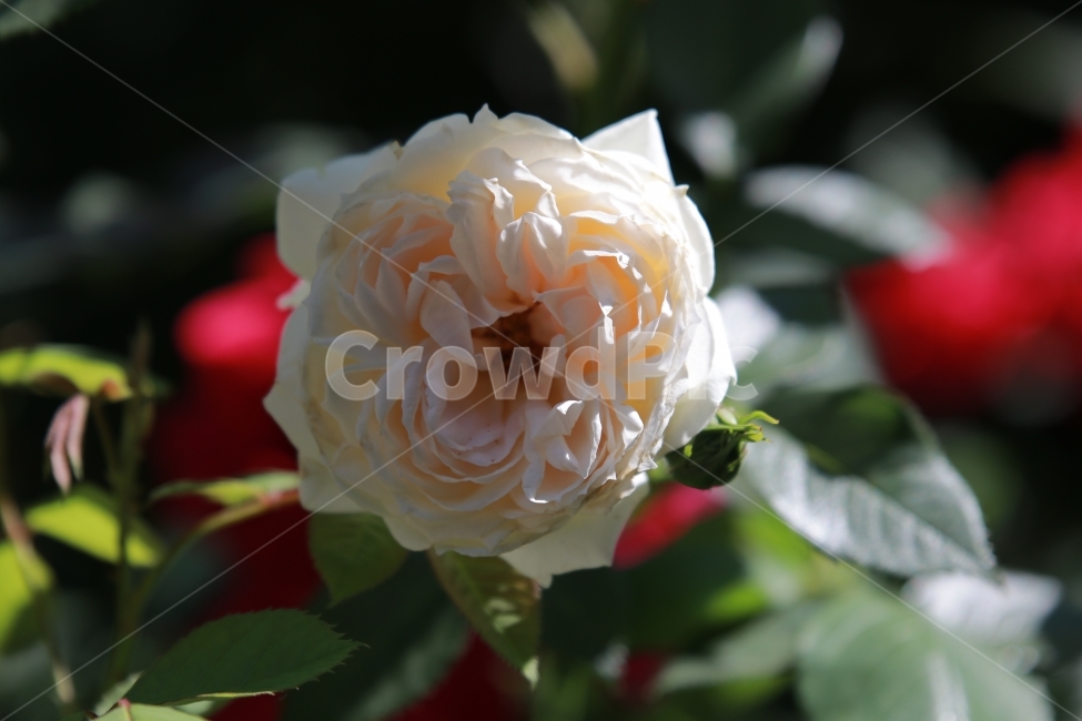 꽃,야생화,여름,장미,flower,식물,자연,plants,nature,꽃,flower