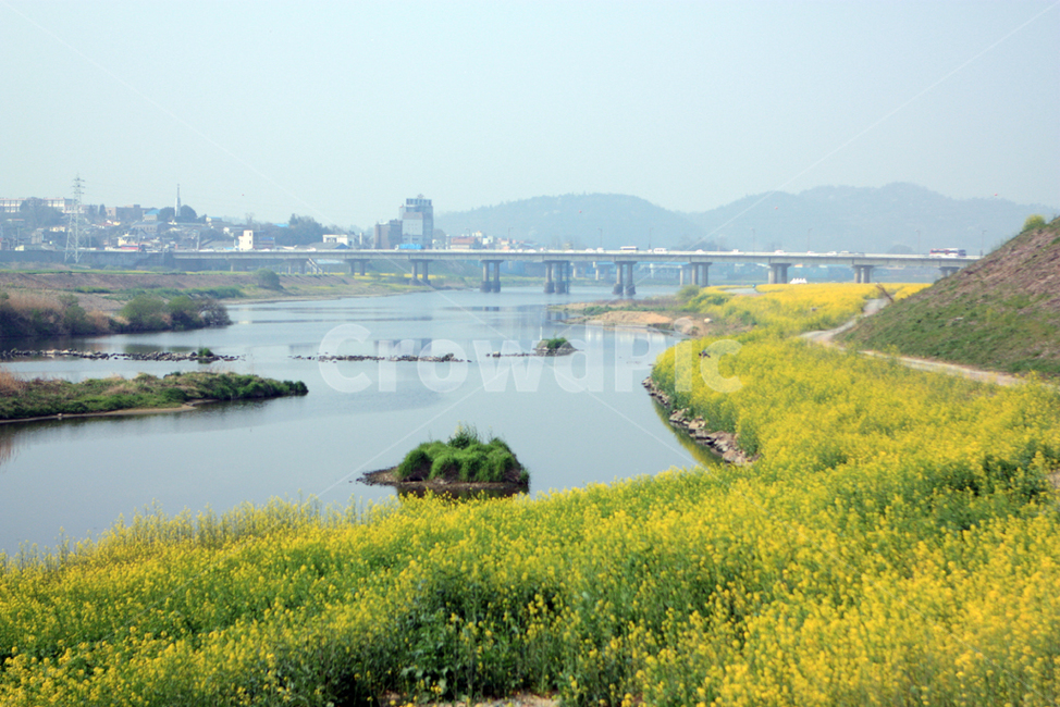 유채꽃,유채밭,봄,유채,영산포
