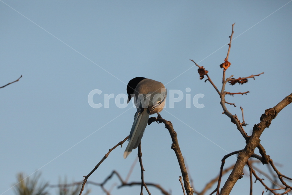 홍시,감나무,열매,새,하늘,동물,animal,조류,새,birds