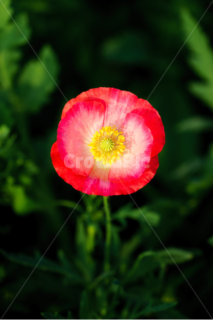 꽃,양귀비,양귀비꽃,자연,식물,flower,poppyblossom,plants,식물,자연,plants,nature,꽃,flower
