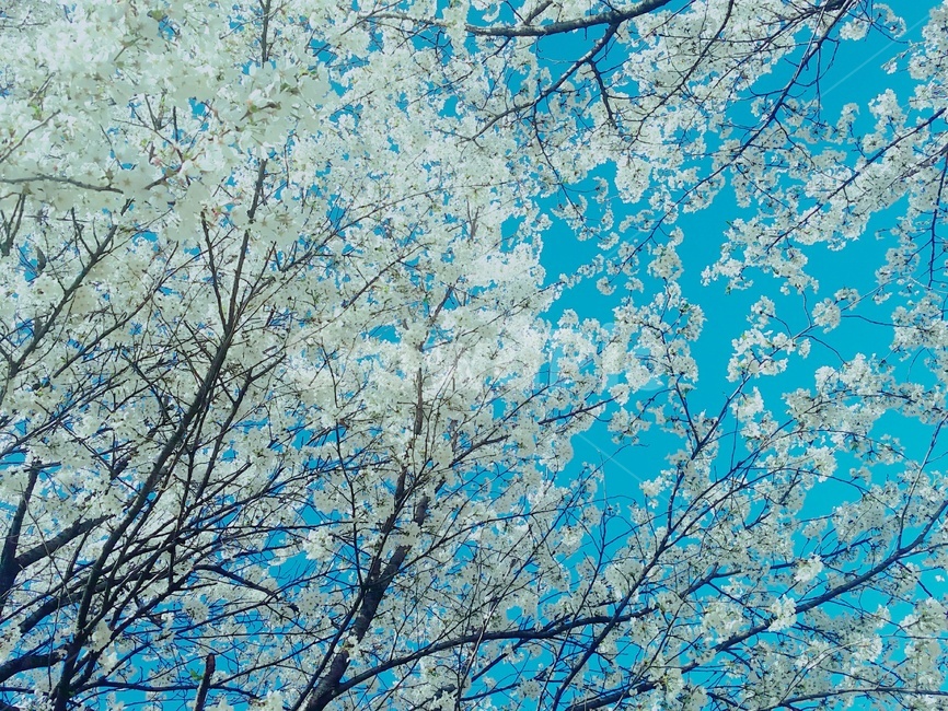 나무,봄,벚꽃,cherryblossoms,꽃