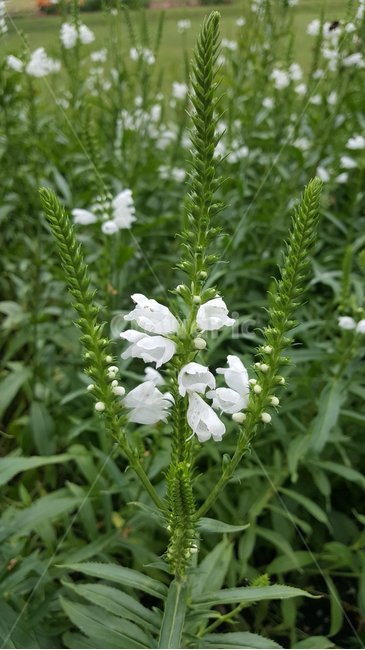 꽃,식물,식물원,자연,정원,flowers,plants,garden,nature,botanics