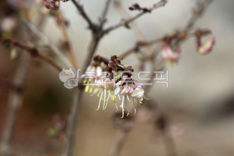plant,flower,꽃,식물,길마가지,길마가지나무