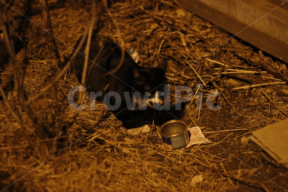고양이,반려동물,유기묘,길냥이,애완동물,cat,pet,kitten,아기고양이,코숏,코리안숏헤어,동물,animal,캣맘,캣대디,동물,animal,고양이,cat,kitten,kitty,포유류,mammal