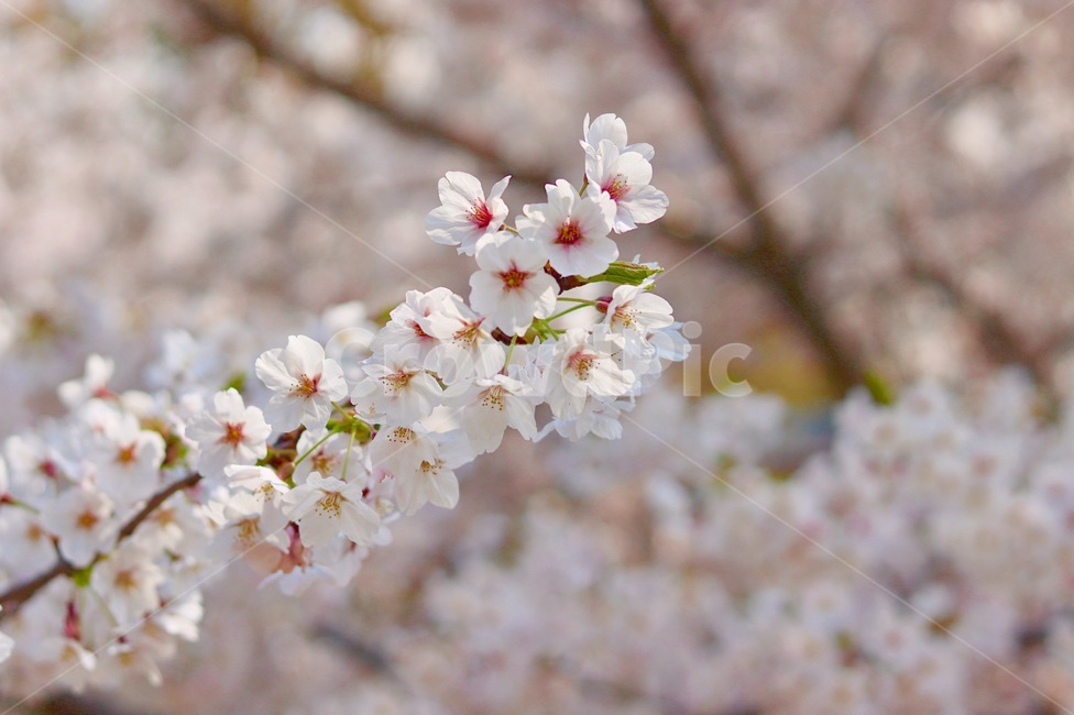 cherryblossom,벚꽃,꽃,blossom,식물,plant,flower,봄,계절,spring,season,꽃,flower