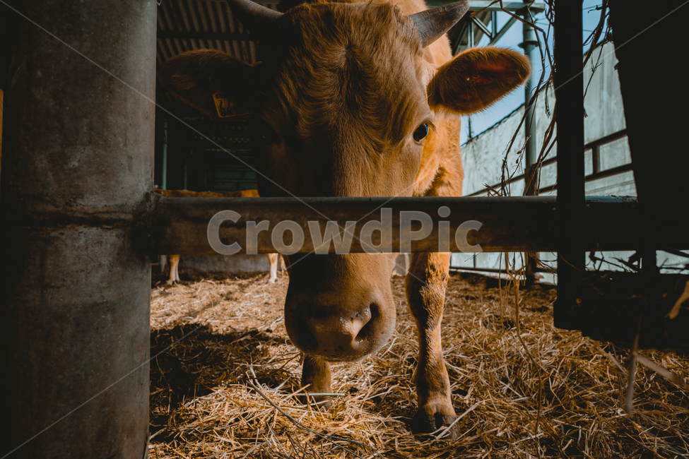 cattle, 가축, mammal, 포유류, 소, 사진,이미지,일러스트,캘리그라피 - 뮤작가작가