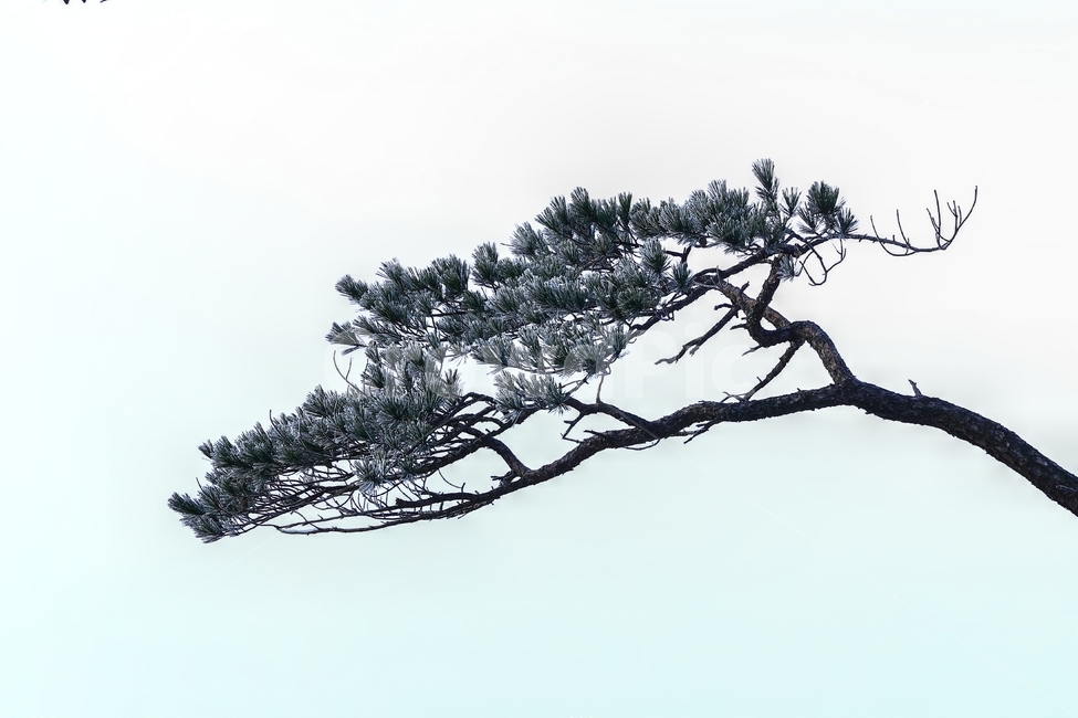 소나무,가리산,산,겨울,나무,겨울,계절,winter,season
